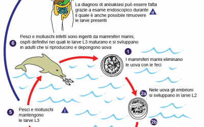 Anisakis Sintomi : come riconoscerli?